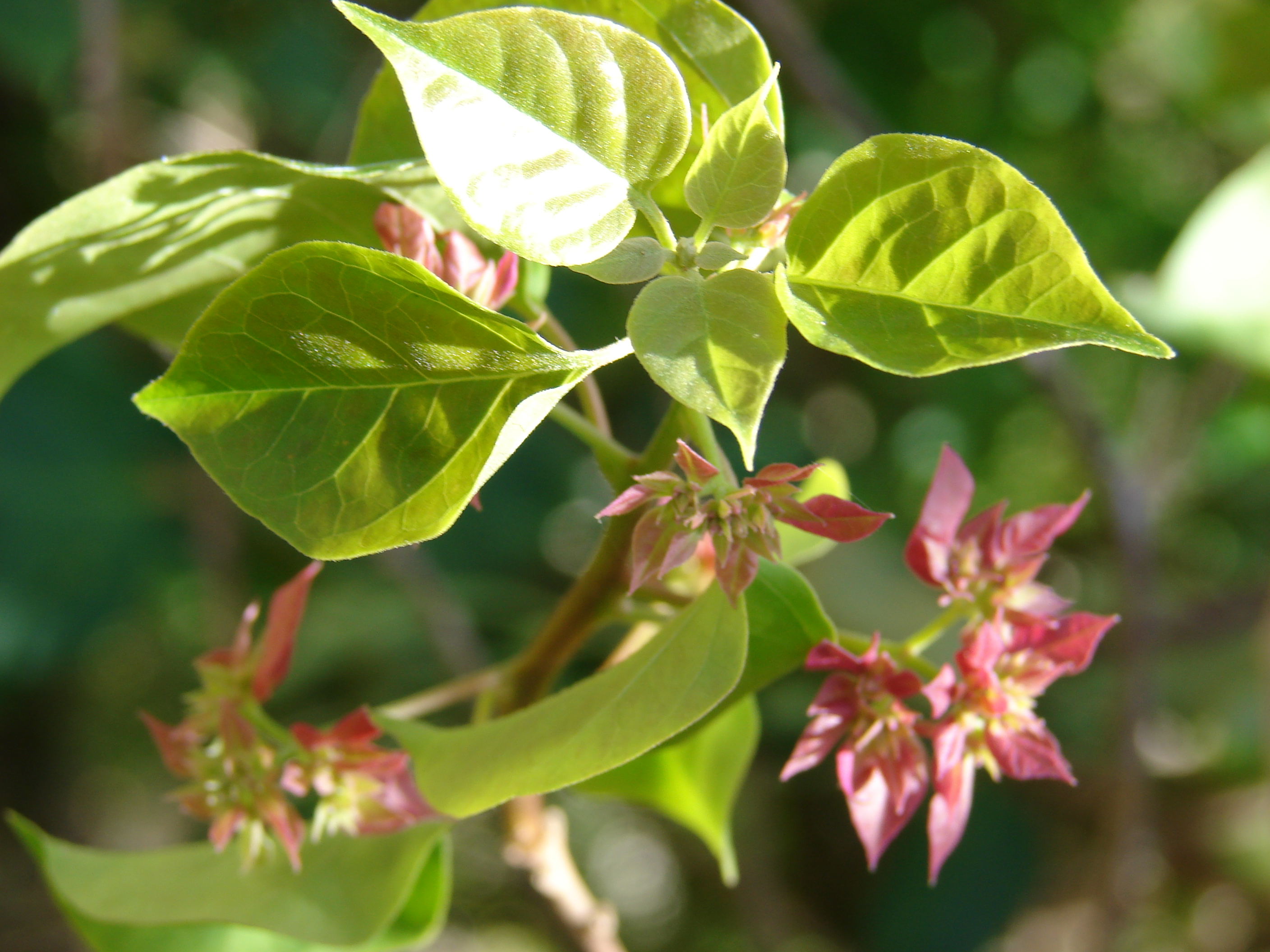 معرفی و راهنمای پرورش گیاهان زینتی فضای باز - گل کاغذی کبیر